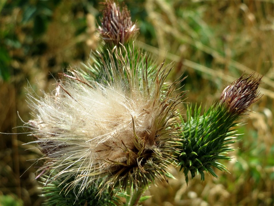 Gewöhnliche Kratzdistel (Cirsium vulgare) bei Wiesbaden-Nordenstadt