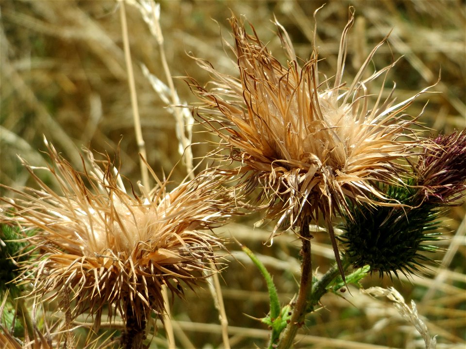 Gewöhnliche Kratzdistel (Cirsium vulgare) bei Wiesbaden-Nordenstadt