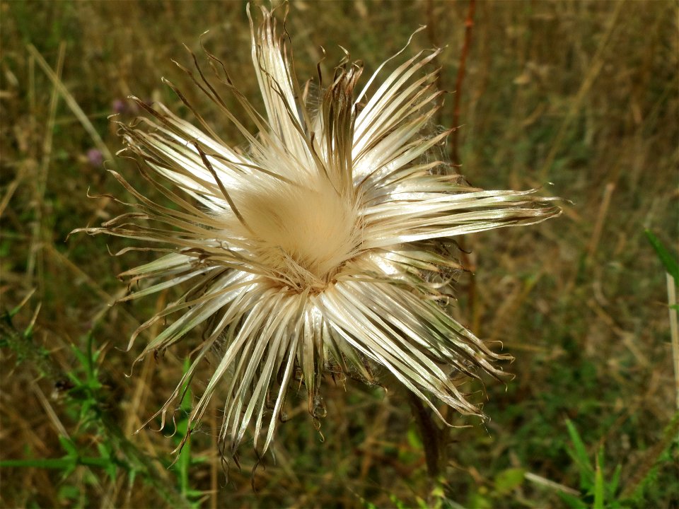 Gewöhnliche Kratzdistel (Cirsium vulgare) an der Elisabethenstraße bei Wiesbaden