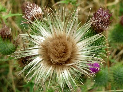 Gewöhnliche Kratzdistel (Cirsium vulgare) bei Wiesbaden-Nordenstadt