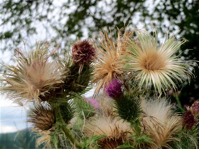 Gewöhnliche Kratzdistel (Cirsium vulgare) bei Wiesbaden-Erbenheim