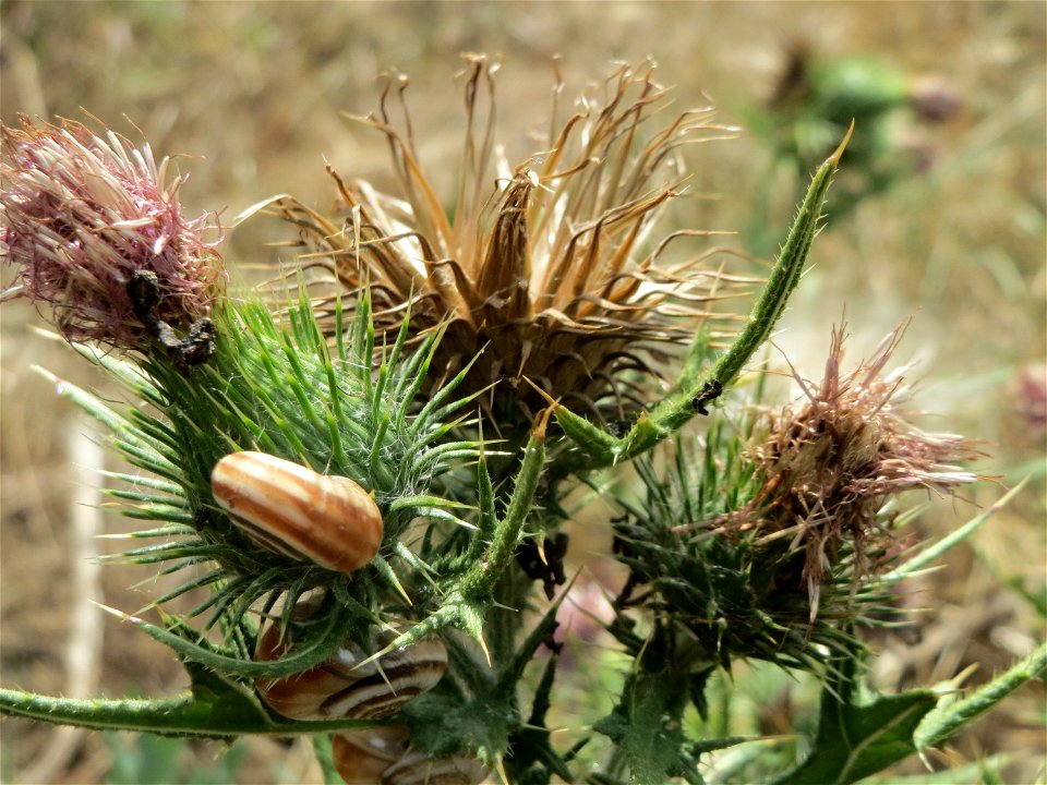 Gewöhnliche Kratzdistel (Cirsium vulgare) bei Oftersheim