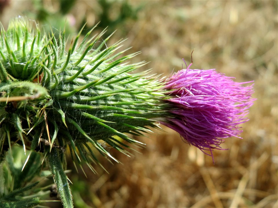 Gewöhnliche Kratzdistel (Cirsium vulgare) bei Oftersheim