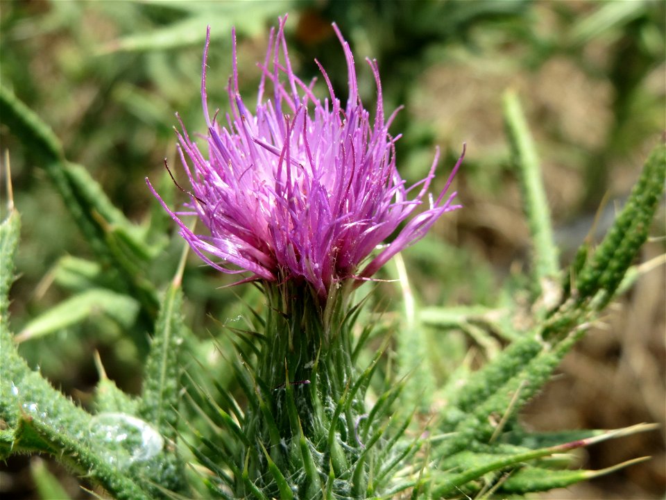 Gewöhnliche Kratzdistel (Cirsium vulgare) bei Oftersheim