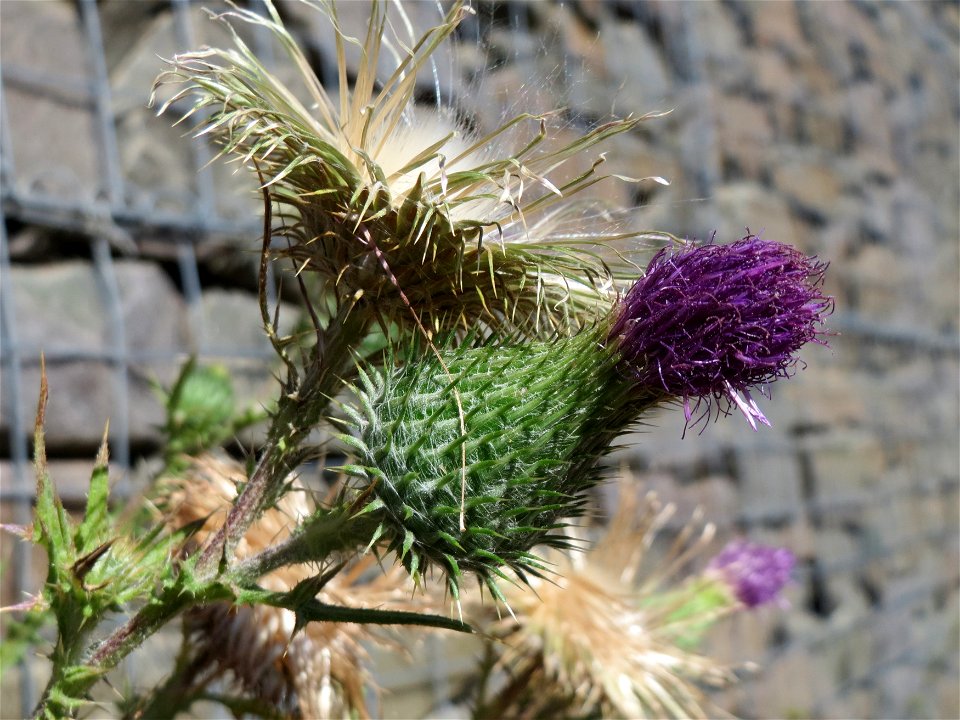 Gewöhnliche Kratzdistel (Cirsium vulgare) in Hockenheim