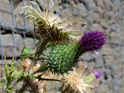 Gewöhnliche Kratzdistel (Cirsium vulgare) in Hockenheim