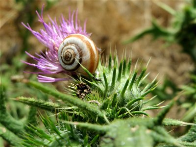 Gewöhnliche Kratzdistel (Cirsium vulgare) bei Oftersheim