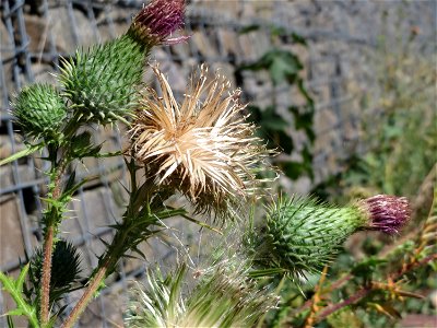 Gewöhnliche Kratzdistel (Cirsium vulgare) in Hockenheim