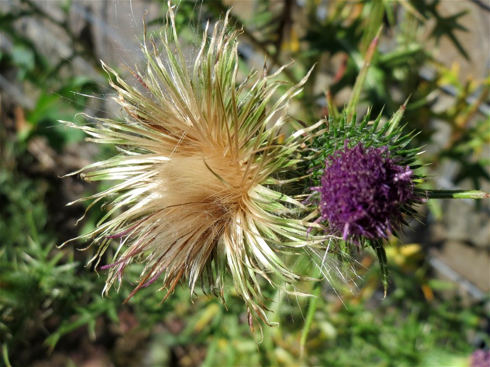 Gewöhnliche Kratzdistel (Cirsium vulgare) in Hockenheim