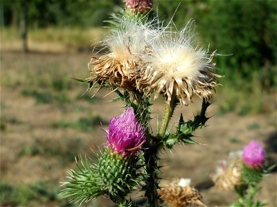 Gewöhnliche Kratzdistel (Cirsium vulgare) in Hockenheim