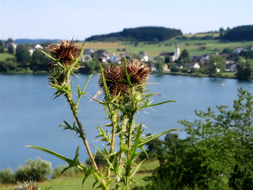 Gewöhnliche Kratzdistel (Cirsium vulgare) am Schalkenmehrener Maar