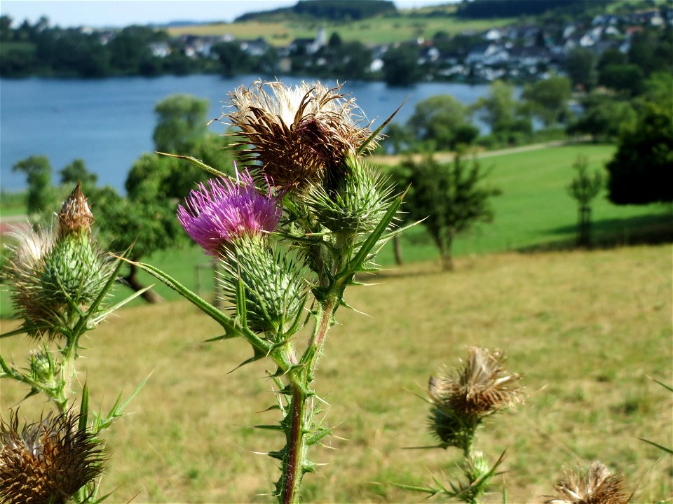 Gewöhnliche Kratzdistel (Cirsium vulgare) am Schalkenmehrener Maar