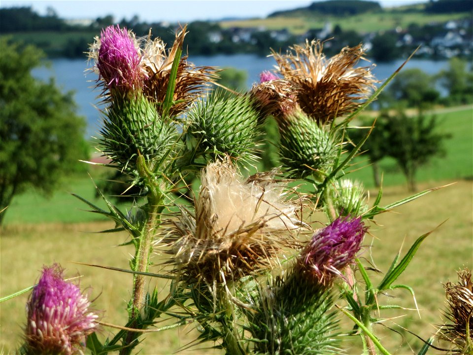 Gewöhnliche Kratzdistel (Cirsium vulgare) am Schalkenmehrener Maar