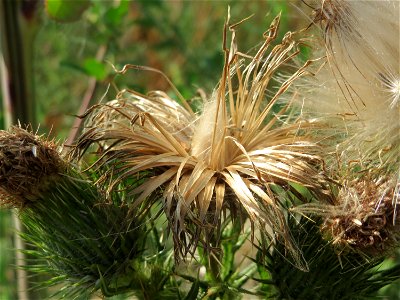 Gewöhnliche Kratzdistel (Cirsium vulgare) auf einem Sandhügel einer Baustelle in Hockenheim