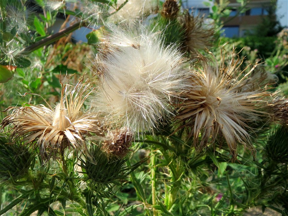 Gewöhnliche Kratzdistel (Cirsium vulgare) auf einem Sandhügel einer Baustelle in Hockenheim