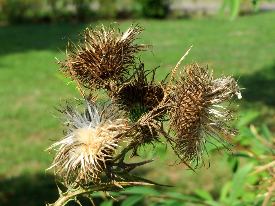Gewöhnliche Kratzdistel (Cirsium vulgare) in Saarbrücken