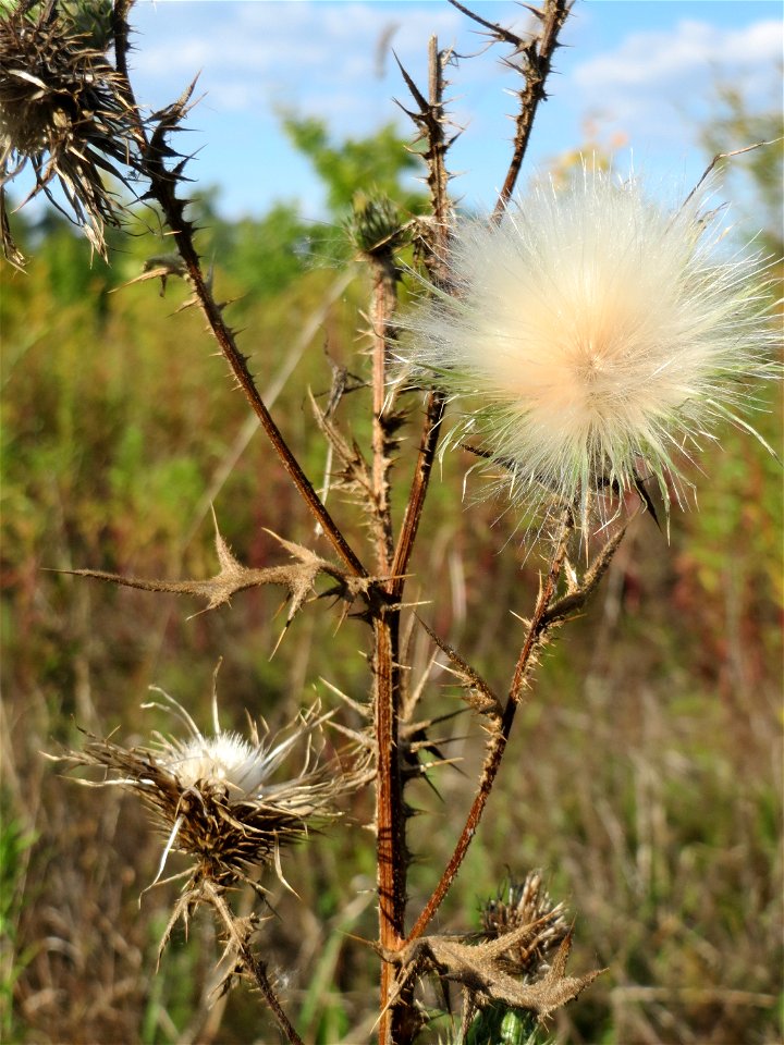 Gewöhnliche Kratzdistel (Cirsium vulgare) im Hockenheimer Rheinbogen