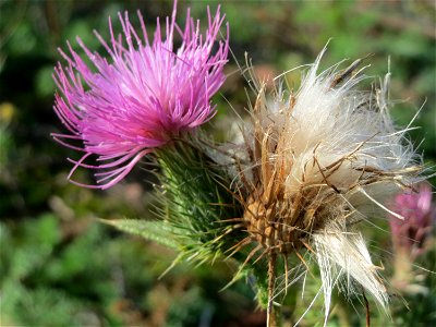 Gewöhnliche Kratzdistel (Cirsium vulgare) in Hockenheim-Talhaus