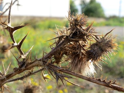 Gewöhnliche Kratzdistel (Cirsium vulgare) in Hockenheim-Talhaus