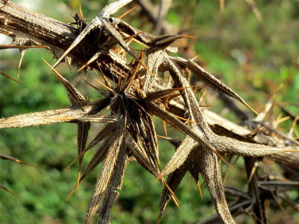 Gewöhnliche Kratzdistel (Cirsium vulgare) in Hockenheim-Talhaus