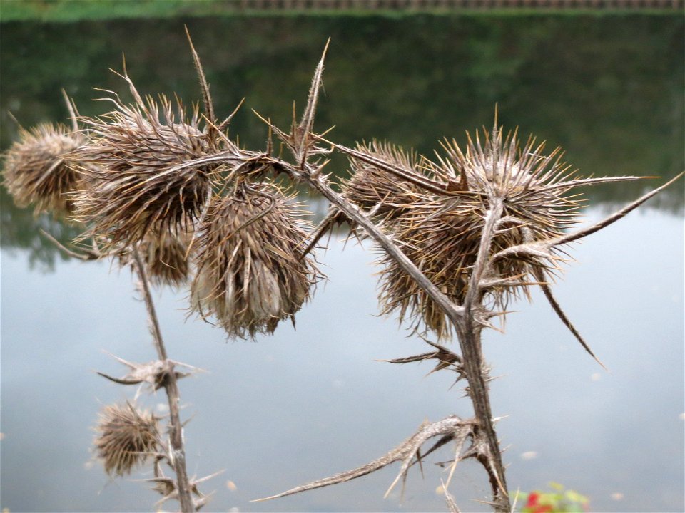 Gewöhnliche Kratzdistel (Cirsium vulgare) an der Saar in Saarbrücken
