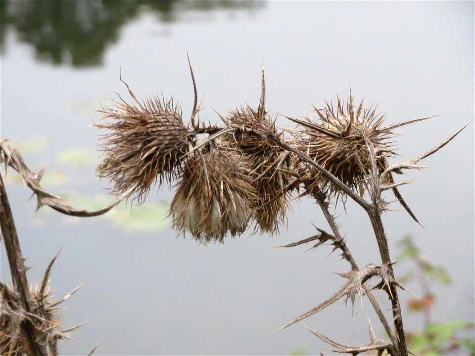 Gewöhnliche Kratzdistel (Cirsium vulgare) an der Saar in Saarbrücken
