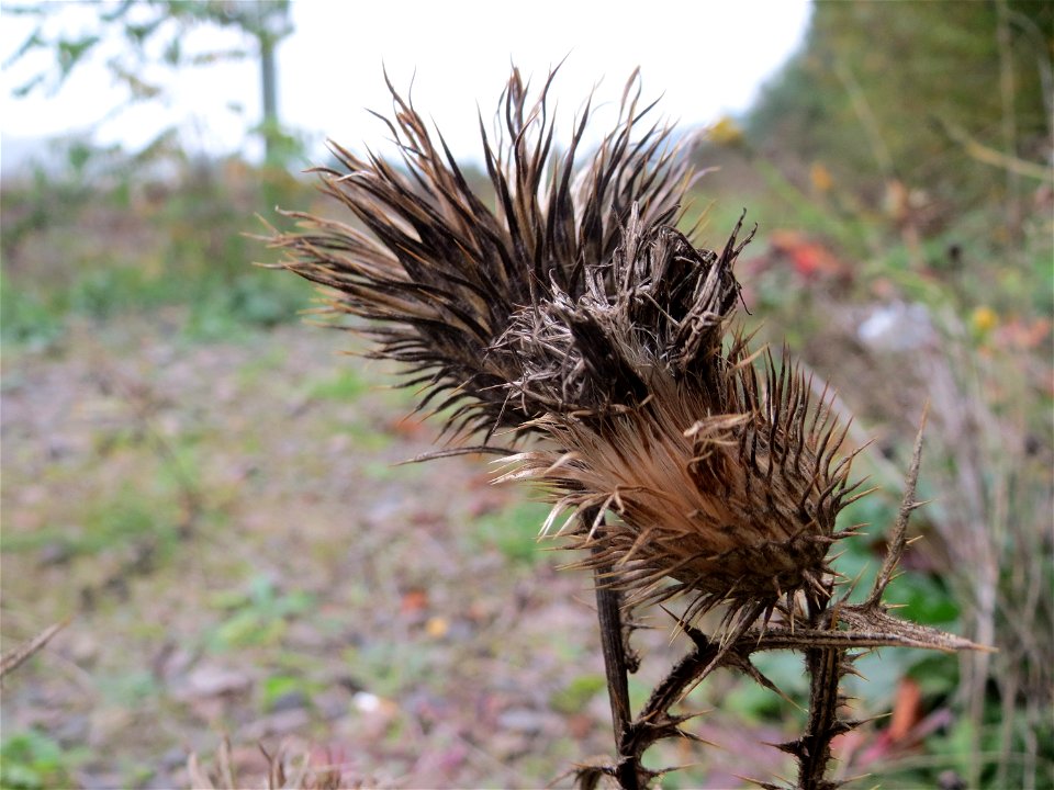Gewöhnliche Kratzdistel (Cirsium vulgare) am Bahnhof Bruchmühlbach-Miesau