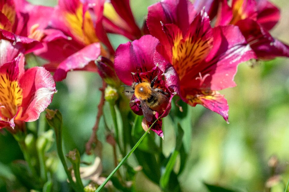 Insect wild bee on flower