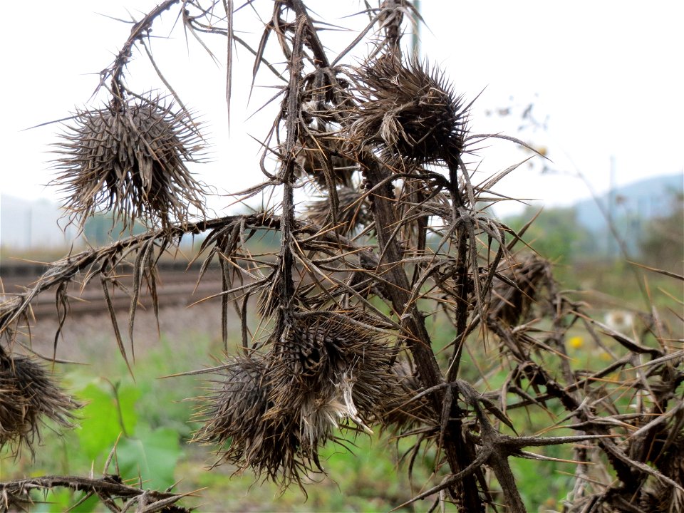 Gewöhnliche Kratzdistel (Cirsium vulgare) am Bahnhof Bruchmühlbach-Miesau