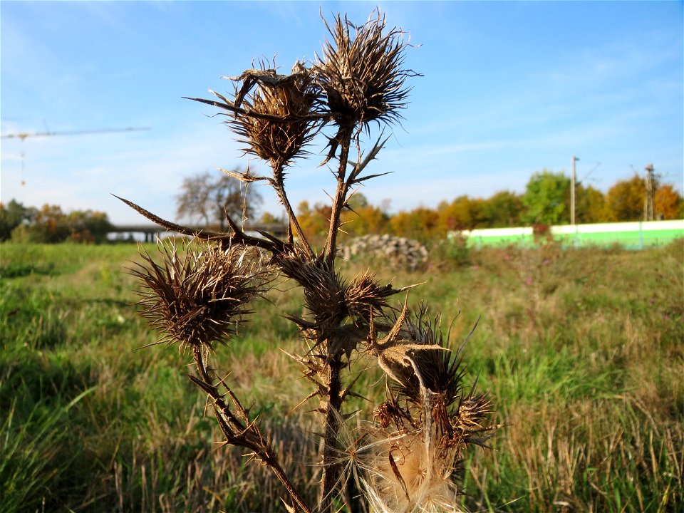 Gewöhnliche Kratzdistel (Cirsium vulgare) in Oftersheim