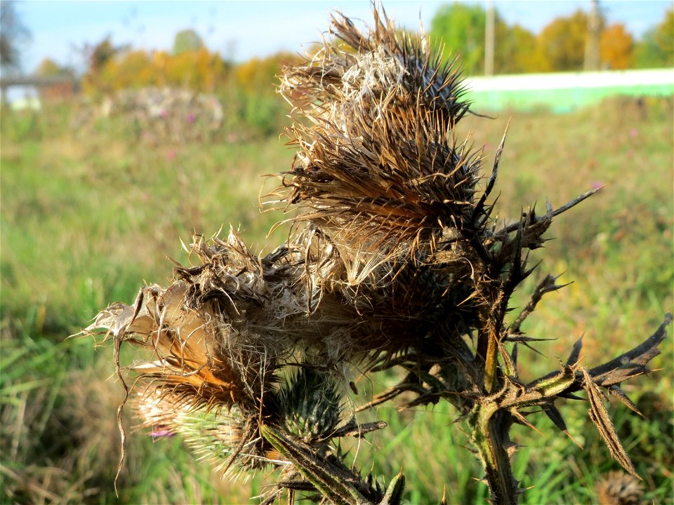 Gewöhnliche Kratzdistel (Cirsium vulgare) in Oftersheim