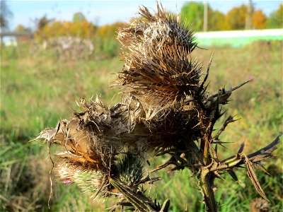 Gewöhnliche Kratzdistel (Cirsium vulgare) in Oftersheim