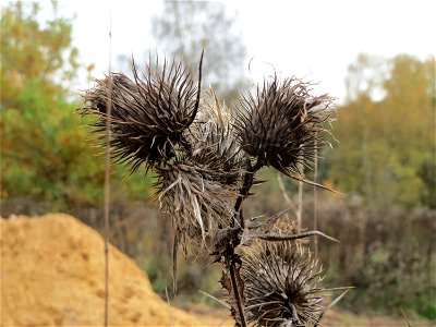 Gewöhnliche Kratzdistel (Cirsium vulgare) am Tierfriedhof Saarbrücken