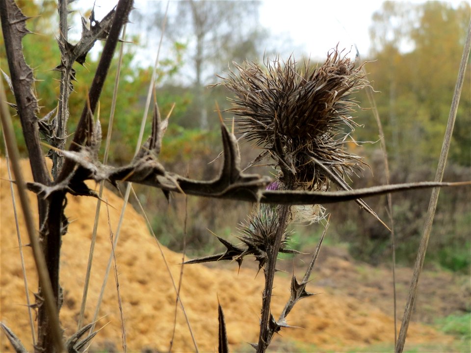 Gewöhnliche Kratzdistel (Cirsium vulgare) am Tierfriedhof Saarbrücken