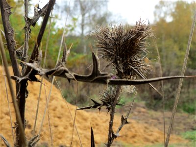 Gewöhnliche Kratzdistel (Cirsium vulgare) am Tierfriedhof Saarbrücken