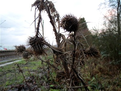 Gewöhnliche Kratzdistel (Cirsium vulgare) am Bahnhof Bruchmühlbach-Miesau