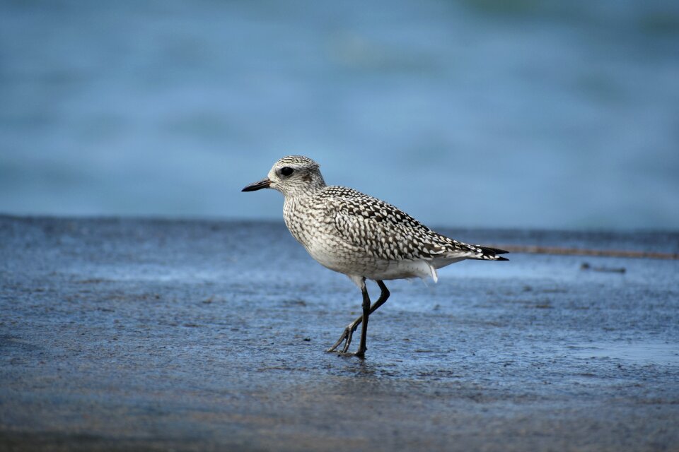 Wild birds 旅鳥 the department of