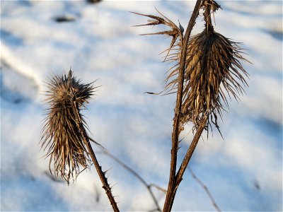 Gewöhnliche Kratzdistel (Cirsium vulgare) am Bahnhof Bruchmühlbach-Miesau