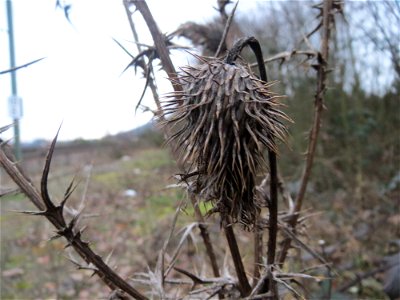 Gewöhnliche Kratzdistel (Cirsium vulgare) am Bahnhof Bruchmühlbach-Miesau