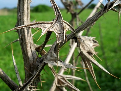 Gewöhnliche Kratzdistel (Cirsium vulgare) im Landschaftsschutzgebiet „Rheinhessisches Rheingebiet“ an der Grenze zum Naturschutzgebiet Der „Spieß – An der Spießbrücke“ bei Worms
