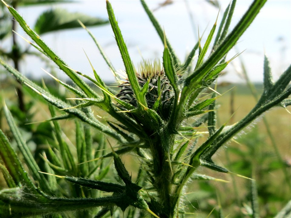Gewöhnliche Kratzdistel (Cirsium vulgare) im Landschaftsschutzgebiet Hockenheimer Rheinbogen