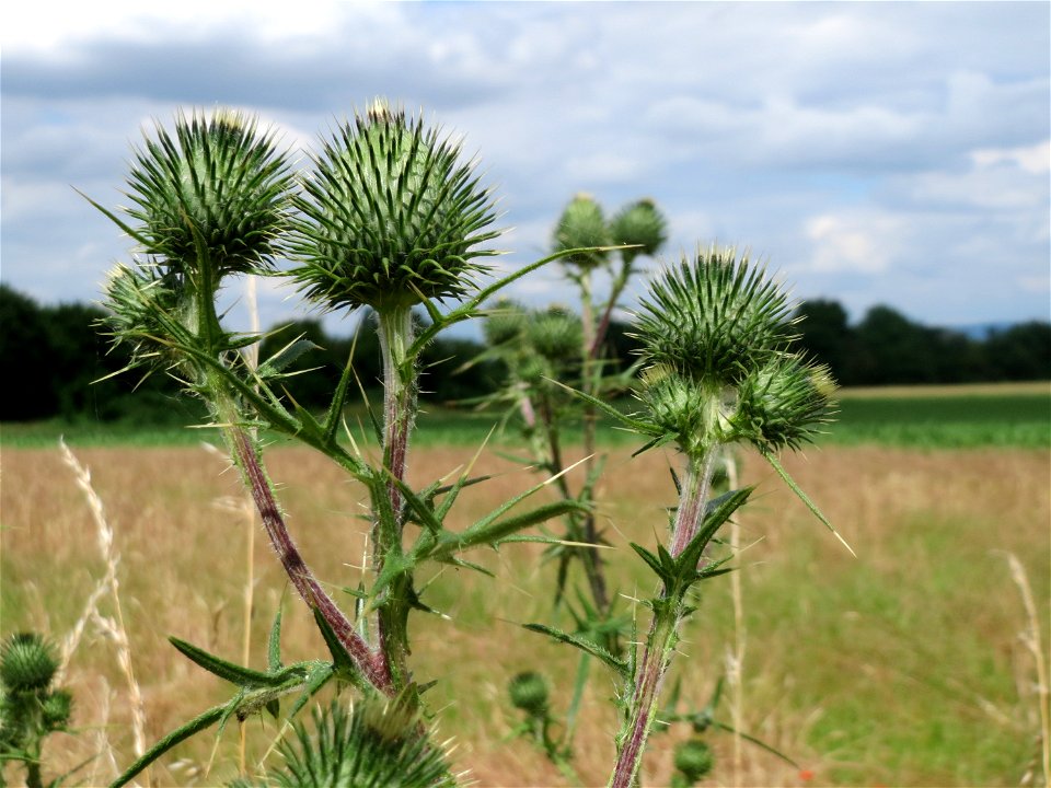Blütenknospen der Gewöhnlichen Kratzdistel (Cirsium vulgare) im Landschaftsschutzgebiet Hockenheimer Rheinbogen