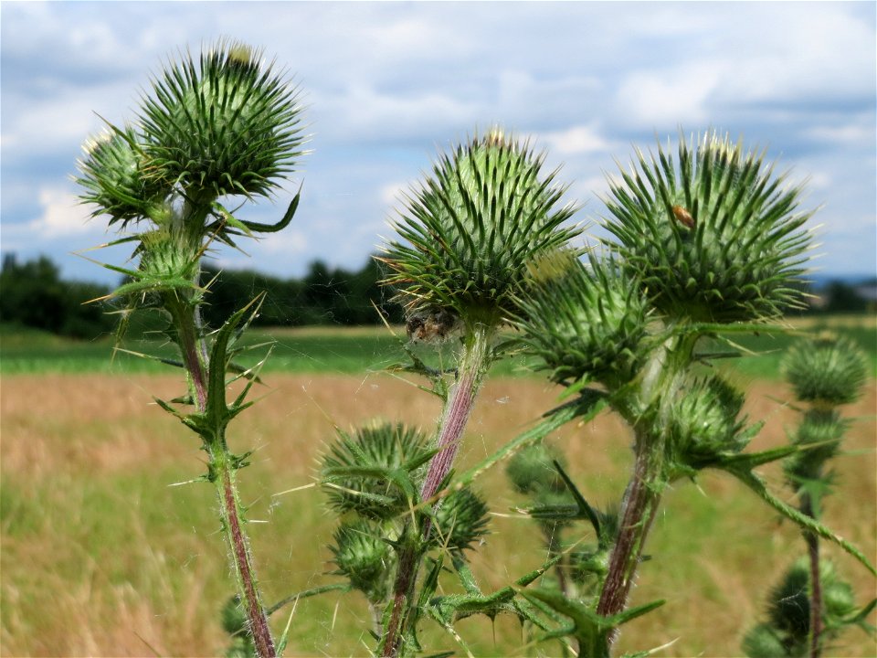 Blütenknospen der Gewöhnlichen Kratzdistel (Cirsium vulgare) im Landschaftsschutzgebiet Hockenheimer Rheinbogen