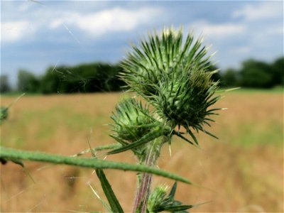 Blütenknospen der Gewöhnlichen Kratzdistel (Cirsium vulgare) im Landschaftsschutzgebiet Hockenheimer Rheinbogen
