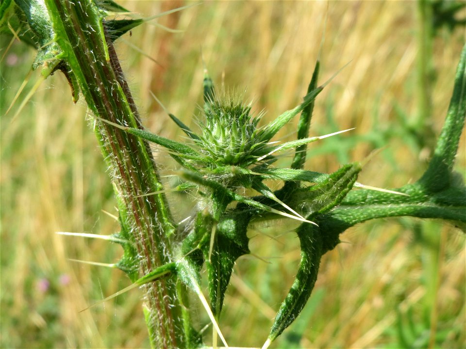 Blütenknospen der Gewöhnlichen Kratzdistel (Cirsium vulgare) im Landschaftsschutzgebiet Hockenheimer Rheinbogen