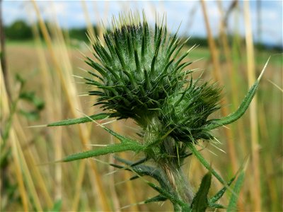 Blütenknospen der Gewöhnlichen Kratzdistel (Cirsium vulgare) im Landschaftsschutzgebiet Hockenheimer Rheinbogen
