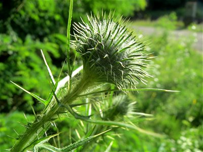 Gewöhnliche Kratzdistel (Cirsium vulgare) im Schwetzinger Hardt