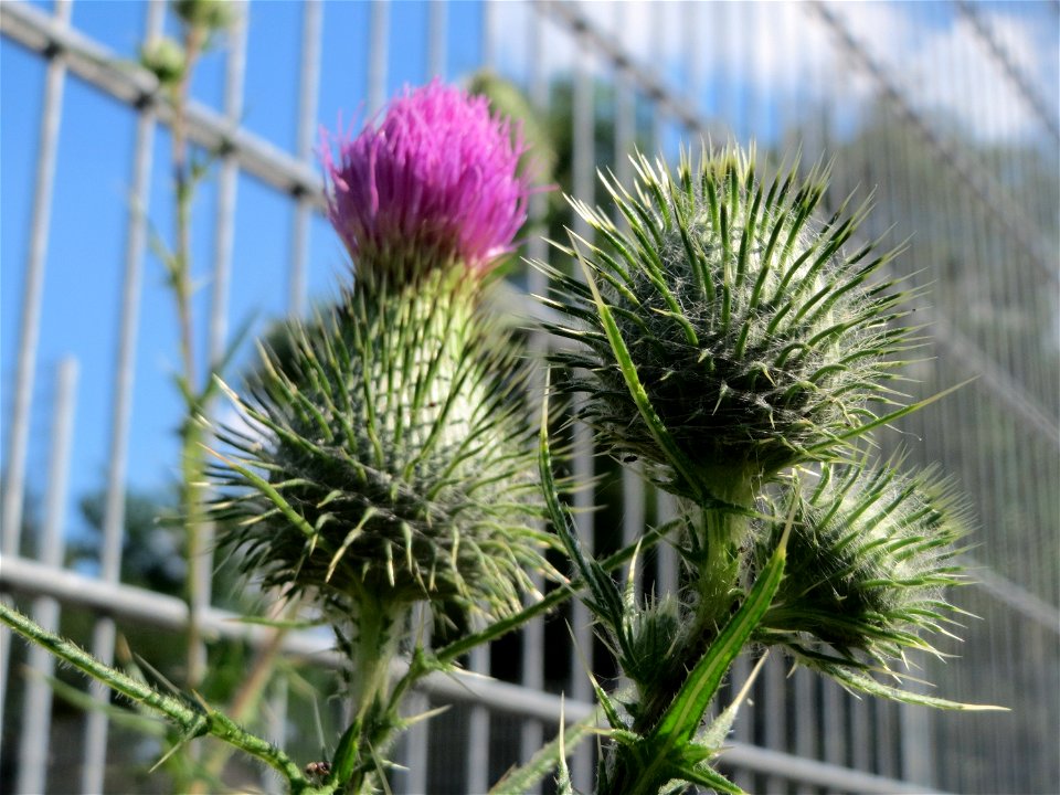 Gewöhnliche Kratzdistel (Cirsium vulgare) in Hockenheim