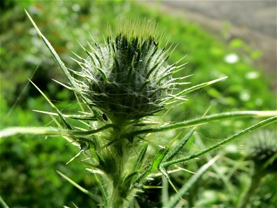 Gewöhnliche Kratzdistel (Cirsium vulgare) im Schwetzinger Hardt