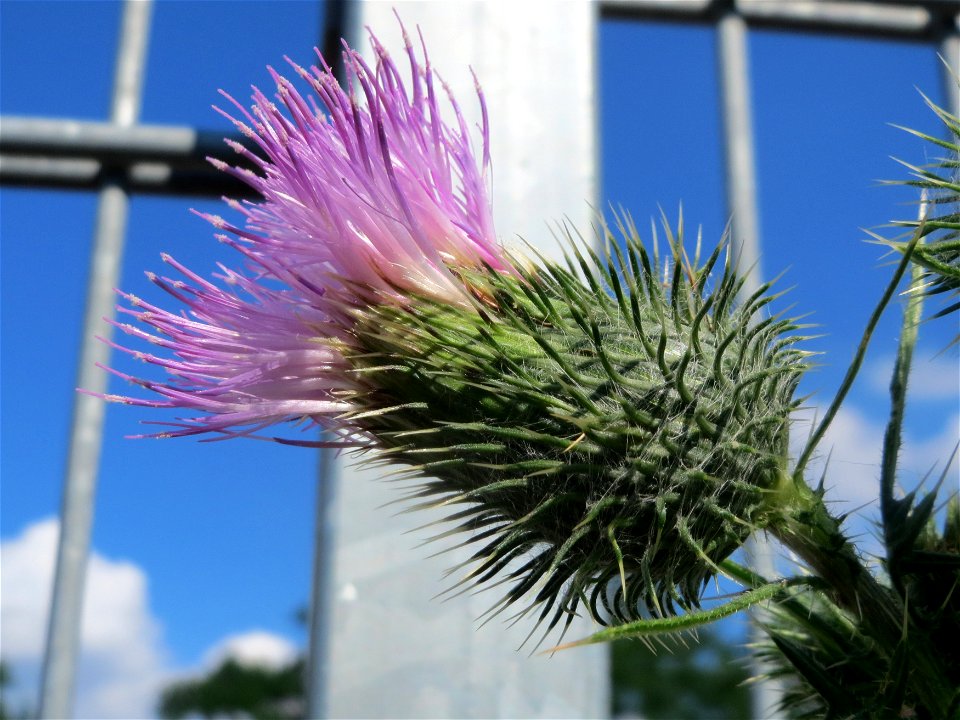Gewöhnliche Kratzdistel (Cirsium vulgare) in Hockenheim